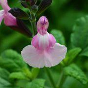 Salvia Angel Wings 